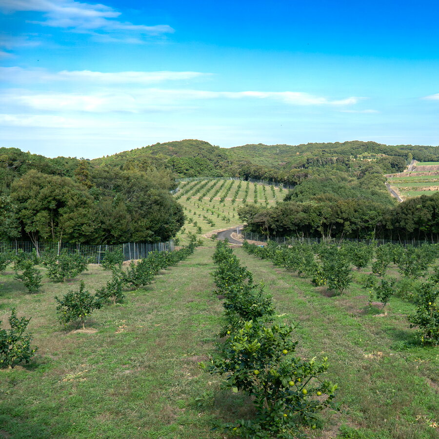 【ふるさと納税】こじゃんとレモン 4kg｜国産 高知県 大月町 レモン 檸檬 レモン水 フルーツ グリーンレモン イエローレモン 果実 柑橘 新鮮 ビタミンC 採れたて フレッシュ 季節の果物 産地直送 美容 健康 安心安全 国産レモン ギフト おすすめ サムネイル2