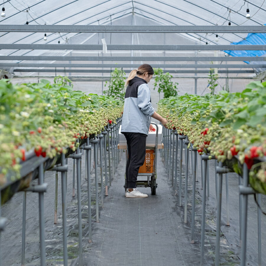 【ふるさと納税】【高知県 大月町産】紅ほっぺ　約200g×4パック｜いちご 800g 果物 フルーツ 苺 イチゴ くだもの 野菜 旬 美味しい 朝採り 新鮮 期間限定 ご褒美 産地直送 贈答用 自宅用 高知県 大月町 国産 ハウス栽培 甘いいちご 甘い苺 サムネイル3
