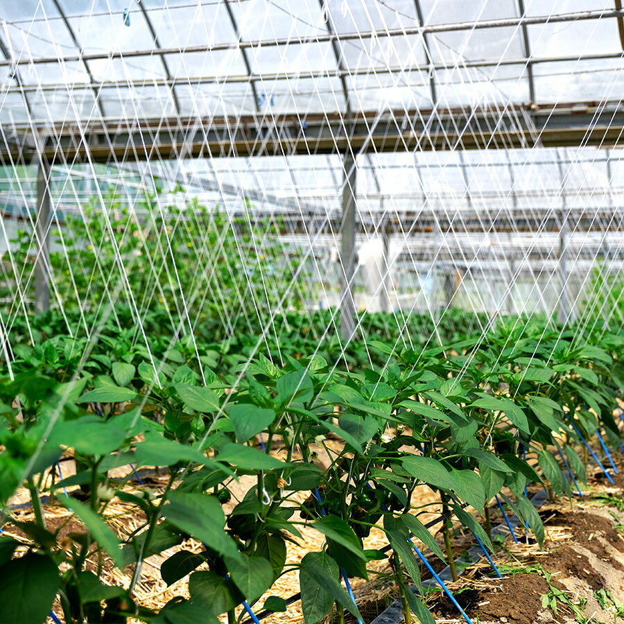 【ふるさと納税】肉厚 パプリカ 8個 彩り野菜 旬 甘い ぱぷりか 赤パプリカ 黄パプリカ 緑黄色野菜 新鮮野菜 やさい 有機肥料 赤黄ミックス 詰め合わせ ジューシー ピーマン ピクルス マリネ 肉詰め サラダ バーベキュー BBQ レッド イエロー - 画像3