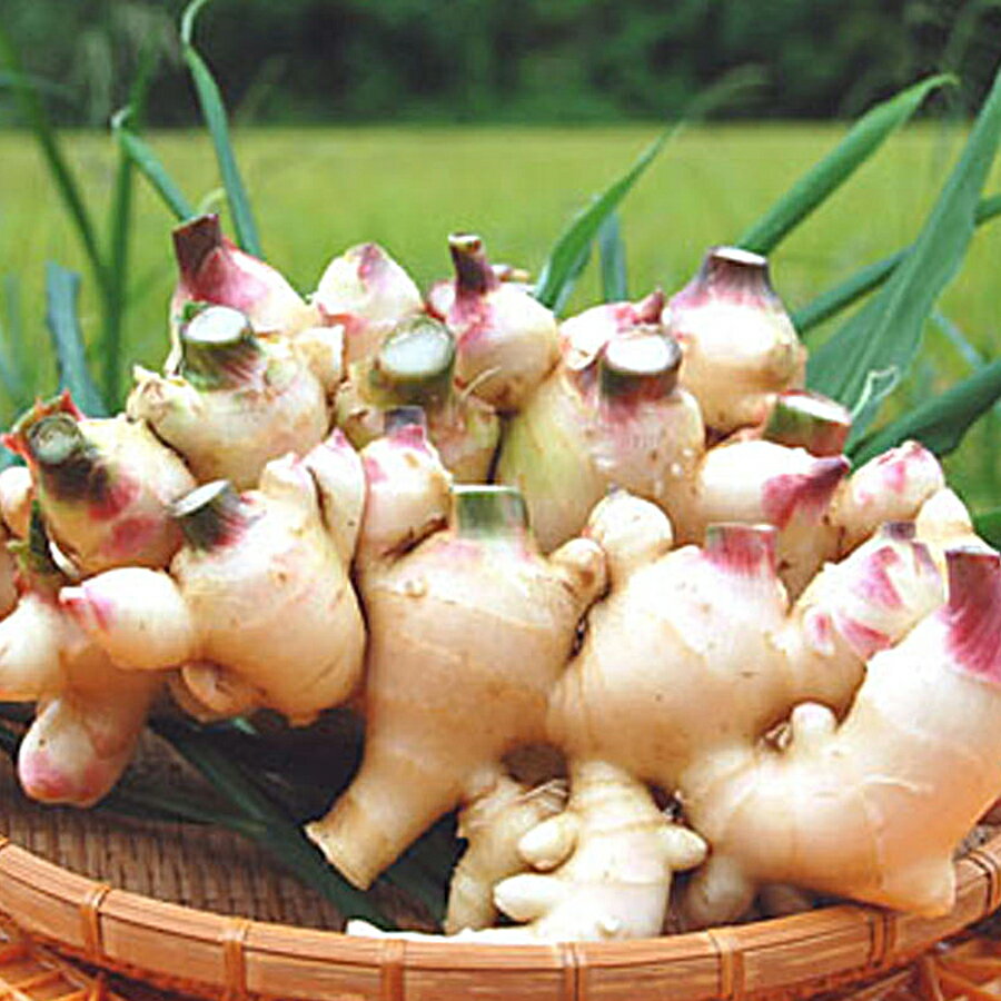 【ふるさと納税】高知県産 新生姜 1.5kg前後 しょうが 生姜 ショウガ 期間限定 生産量日本一 旬野菜 野菜 薬味 産地直送 甘酢漬け 佃煮 炊き込みご飯 保存食 国産生姜 家庭用 数量限定 掘りたて 採れたて 新鮮 ジンジャー ジンジャーエール - 画像3