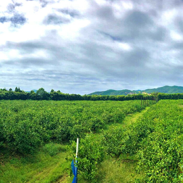 【ふるさと納税】【高知県 大月町産】コーラルフルーツ農場 龍馬感激みかん(興津)　5kg サムネイル2