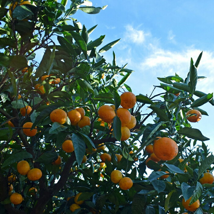 【ふるさと納税】【高知県 大月町産】コーラルフルーツ農場 龍馬感激みかん(興津)　5kg サムネイル3