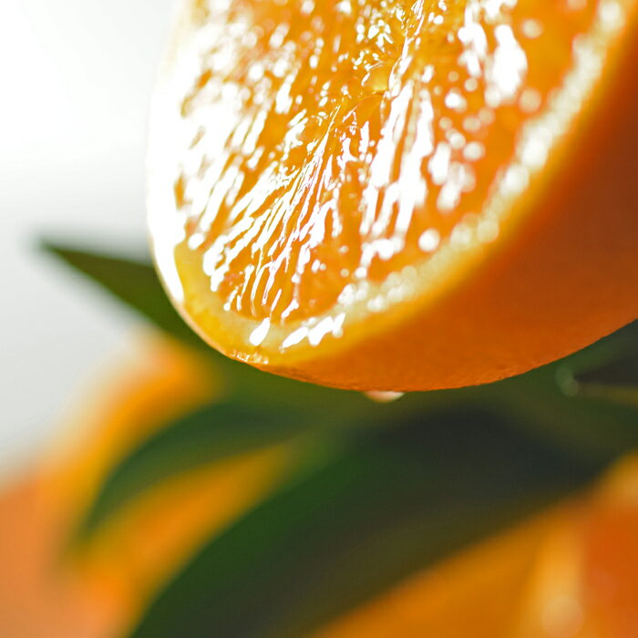 【ふるさと納税】せとか 約5kg 家庭用 高知県産 ハウス栽培｜ハウスみかん 甘い 濃厚 ジューシー 香り豊か 希少 柑橘 柑橘の大トロ 訳あり 果物 フルーツ プレミアム 国産 大月町 人気 美味しい おいしい おすすめ 旬 旬の果物 旬のフルーツ サムネイル2