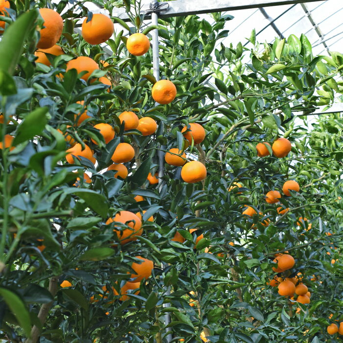 【ふるさと納税】せとか 約5kg 家庭用 高知県産 ハウス栽培｜ハウスみかん 甘い 濃厚 ジューシー 香り豊か 希少 柑橘 柑橘の大トロ 訳あり 果物 フルーツ プレミアム 国産 大月町 人気 美味しい おいしい おすすめ 旬 旬の果物 旬のフルーツ サムネイル3