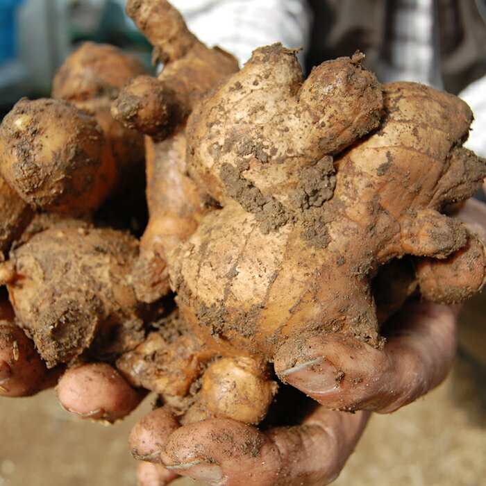 【ふるさと納税】囲生姜 約1.2kg 生姜 しょうが ショウガ ジンジャー 囲い生姜 国産 薬味 辛み 香り スパイス 野菜 煮物 炒め物 ガリ 紅生姜 ジンジャーシロップ 生姜ジャム 土佐 産地直送 高知県 大月町産 田村農園 - 画像2