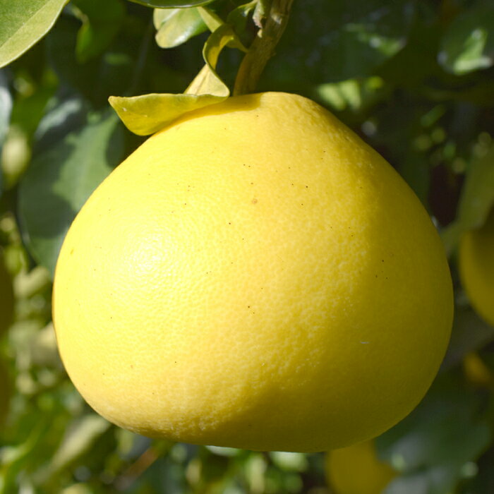 【ふるさと納税】【家庭用大満足の10kg！】温暖な気候が育んだ土佐文旦 サムネイル2