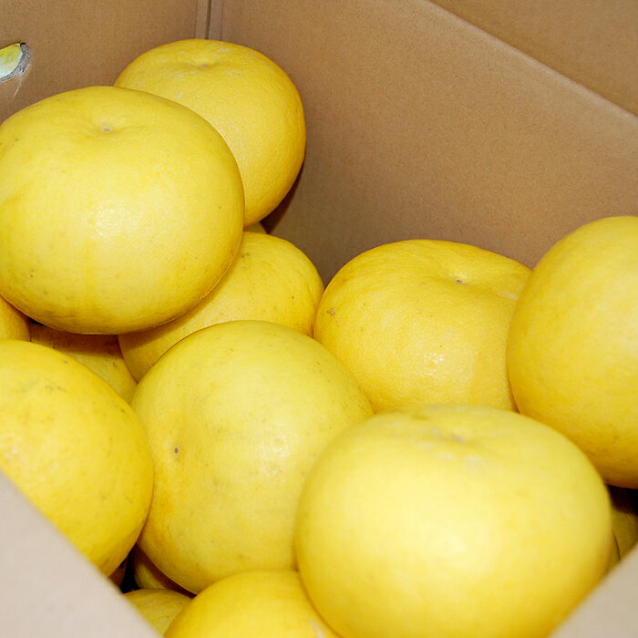 【ふるさと納税】【家庭用大満足の10kg！】温暖な気候が育んだ土佐文旦 サムネイル3