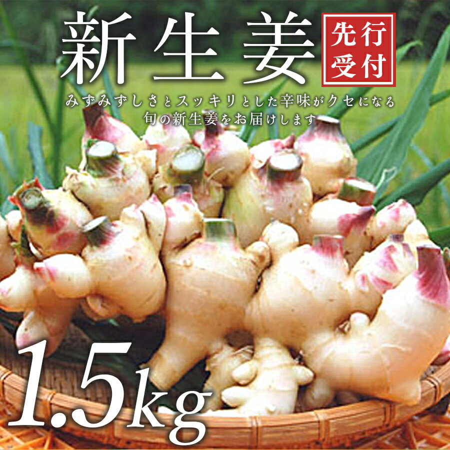 高知県産 新生姜 1.5kg前後 しょうが 生姜 ショウガ 期間限定 生産量日本一 旬野菜 野菜 薬味 産地直送 甘酢漬け 佃煮 炊き込みご飯 保存食 国産生姜 家庭用 数量限定 掘りたて 採れたて 新鮮 ジンジャー ジンジャーエール