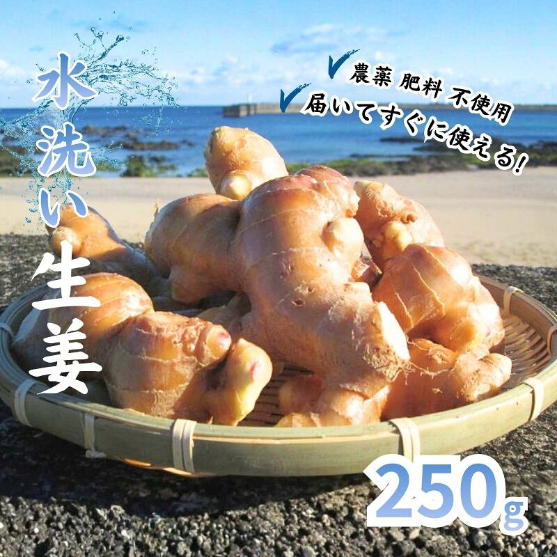 こだわり 農法 生姜 水洗い 250g 自然 生姜 しょうが ショウガ 野菜 調味料 薬味 ジンジャーエール ジンジャー 高知 黒潮町 ふるさと納税 人気 ふるさと納税生姜 ふるさと納税薬味
