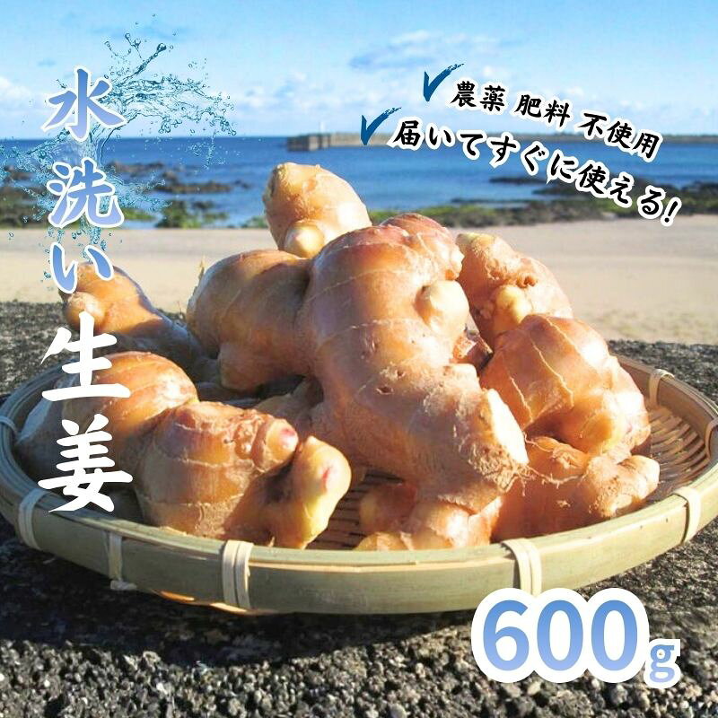 こだわり 農法 生姜 水洗い 600g 自然 生姜 しょうが ショウガ 野菜 調味料 薬味 ジンジャーエール ジンジャー 高知 黒潮町 ふるさと納税 人気 ふるさと納税生姜 ふるさと納税薬味