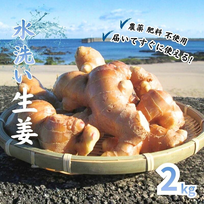 自然 の力だけで育てた こだわり 農法の 生姜 ( 水洗い 2kg ) 高知県黒潮町 産 しょうが 高知 野菜 やさい 薬味 やくみ 生姜焼き 料理 ジンジャー 炒め物 高知県 黒潮町