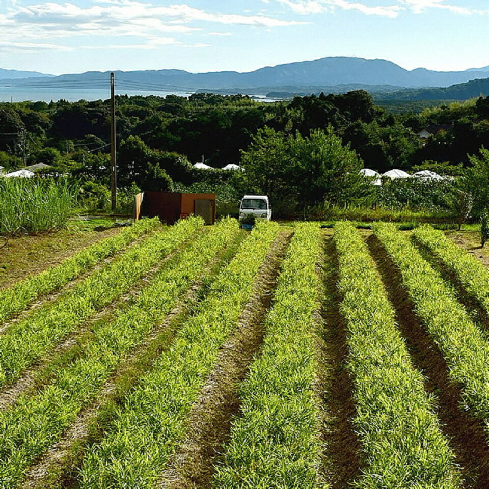 【ふるさと納税】 生姜 1kg 土付き 高知県 黒潮町産 しょうが 土佐生姜 新鮮 ジンジャー 野菜 調理用 薬味 料理 すりおろし 炒め物 煮物 漬物 生姜1kg 国産 生姜 土付き生姜 保存向き 高知県 黒潮町 - 画像2
