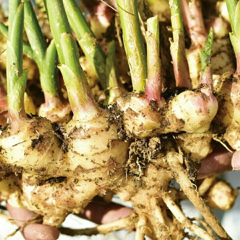 生姜 1kg 土付き 高知県 黒潮町産 しょうが 土佐生姜 新鮮 ジンジャー 野菜 調理用 薬味 料理 すりおろし 炒め物 煮物 漬物 生姜1kg 国産 生姜 土付き生姜 保存向き 高知県 黒潮町