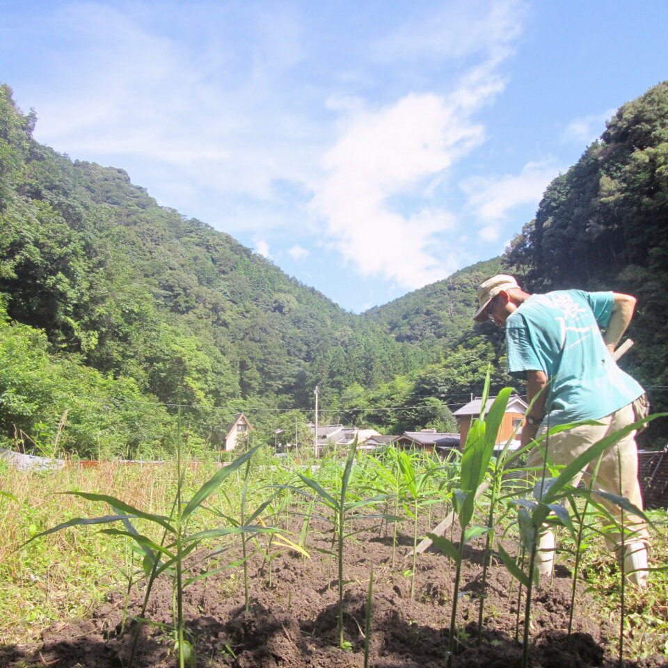 【ふるさと納税】 こだわり 農法 生姜 土付き 700g 高知県 黒潮町 産 自然 新鮮 しょうが 野菜 やさい 調味料 やくみ 薬味 ジンジャーエール ふるさと納税 人気 ふるさと納税生姜 高知県 黒潮町 - 画像2