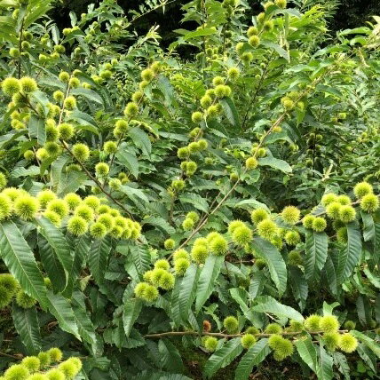 【ふるさと納税】 茹で 七立 栗 黒潮町 産 冷凍 200g×4パック 栗 和栗 秋 秋の味覚 旬 和栗 人気 フルーツ 焼き栗 栗ご飯 栗きんとん モンブラン 秋ギフト 季節限定 期間限定 ふるさと納税栗 ［1314］ サムネイル3