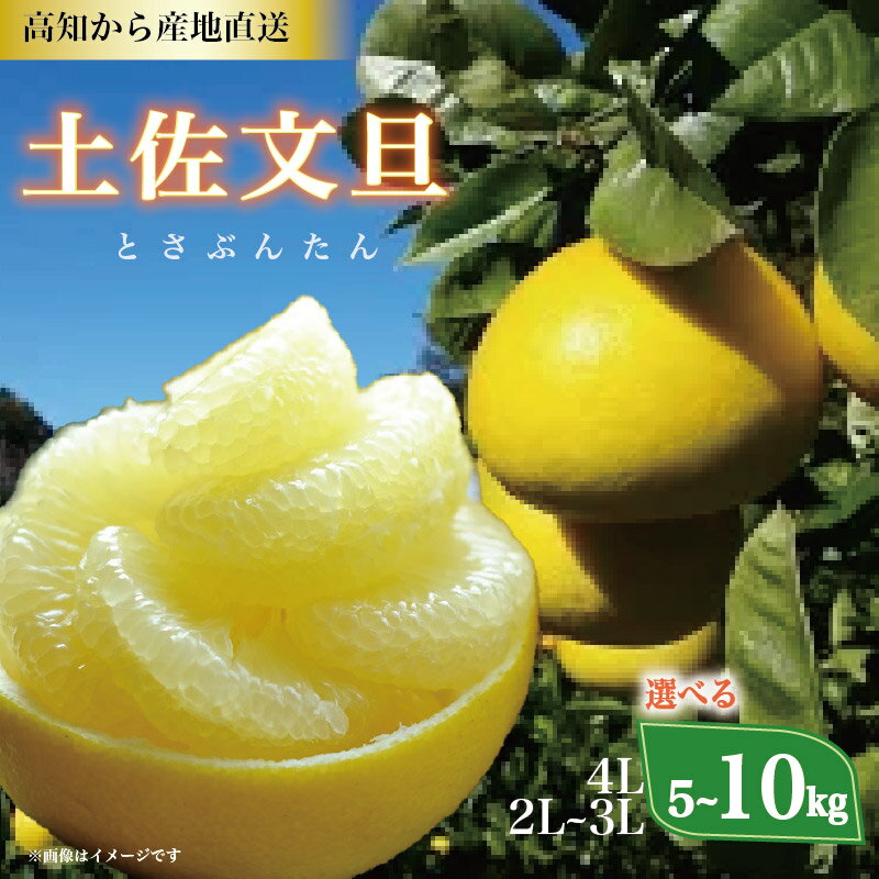 期間限定 文旦 土佐文旦 2L~4Lサイズ 5~10kg ( ご家庭用 ) ぶんたん みかん 柑橘 蜜柑 かんきつ 果物 くだもの フルーツ 家庭用文旦 文旦高知 文旦産地直送 文旦特産 分担 大玉 中玉 柑橘セット フルーツセット 季節限定 産地直送 高知県 特産 高知 黒潮町