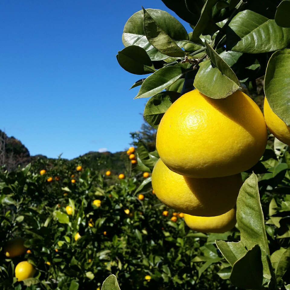 【ふるさと納税】土佐文旦 10kg 2L～3Lサイズ（ご 家庭用 ） 植田農園［1537］ サムネイル2