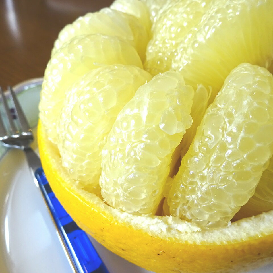 土佐文旦 10kg 2L～3Lサイズ（ご 家庭用 ） 植田農園［1537］