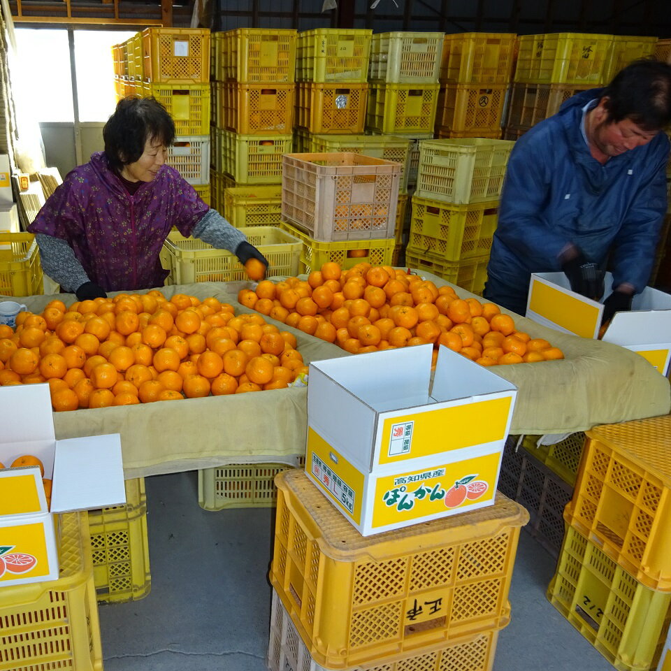【ふるさと納税】植田農園 の ポンカン 5kg 高知県 産（ご 家庭用 ） ［1183］ サムネイル3