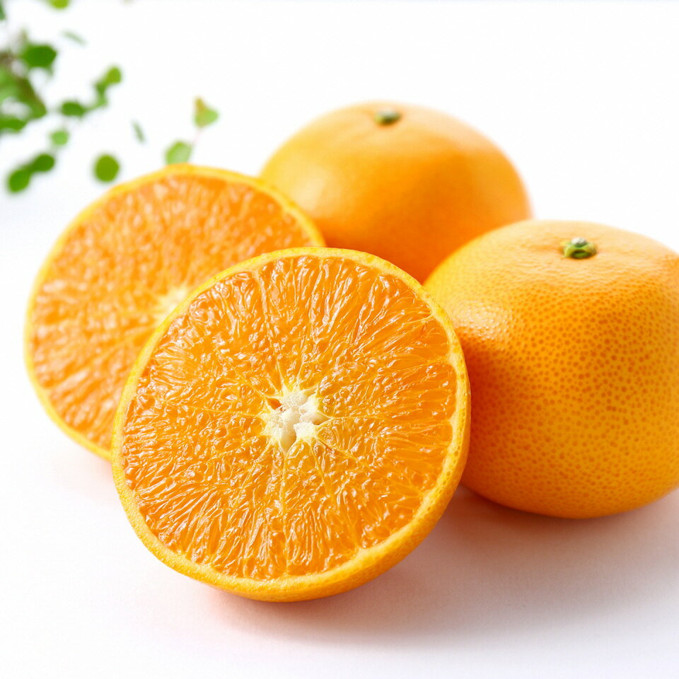 【ふるさと納税】 高級 柑橘 温室 せとか 秀品 3L 品 10個入り 約3kg みかん 蜜柑 果物 フルーツ 柑橘類 期間限定 季節限定 数量限定 人気 旬 甘い ジューシー 完熟 ふるさと納税柑橘 ふるさと納税みかん ［1201］ サムネイル2