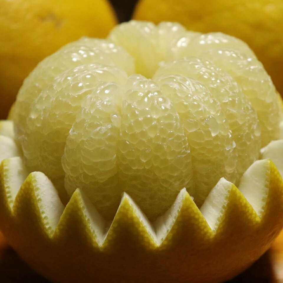 【ふるさと納税】 楽木工房 土佐 文旦 家庭用 10kg L 2L サイズ 土佐文旦 柑橘 みかん 果物 フルーツ 人気 ご家庭用 旬 爽やか 産地直送 期間限定 季節限定 ふるさと納税文旦 ふるさと納税柑橘 ［1513］ サムネイル3