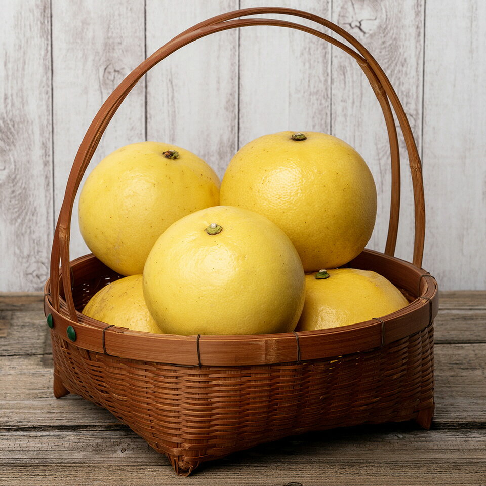 楽木工房 土佐 文旦 家庭用 10kg L 2L サイズ 土佐文旦 柑橘 みかん 果物 フルーツ 人気 ご家庭用 旬 爽やか 産地直送 期間限定 季節限定 ふるさと納税文旦 ふるさと納税柑橘 ［1513］