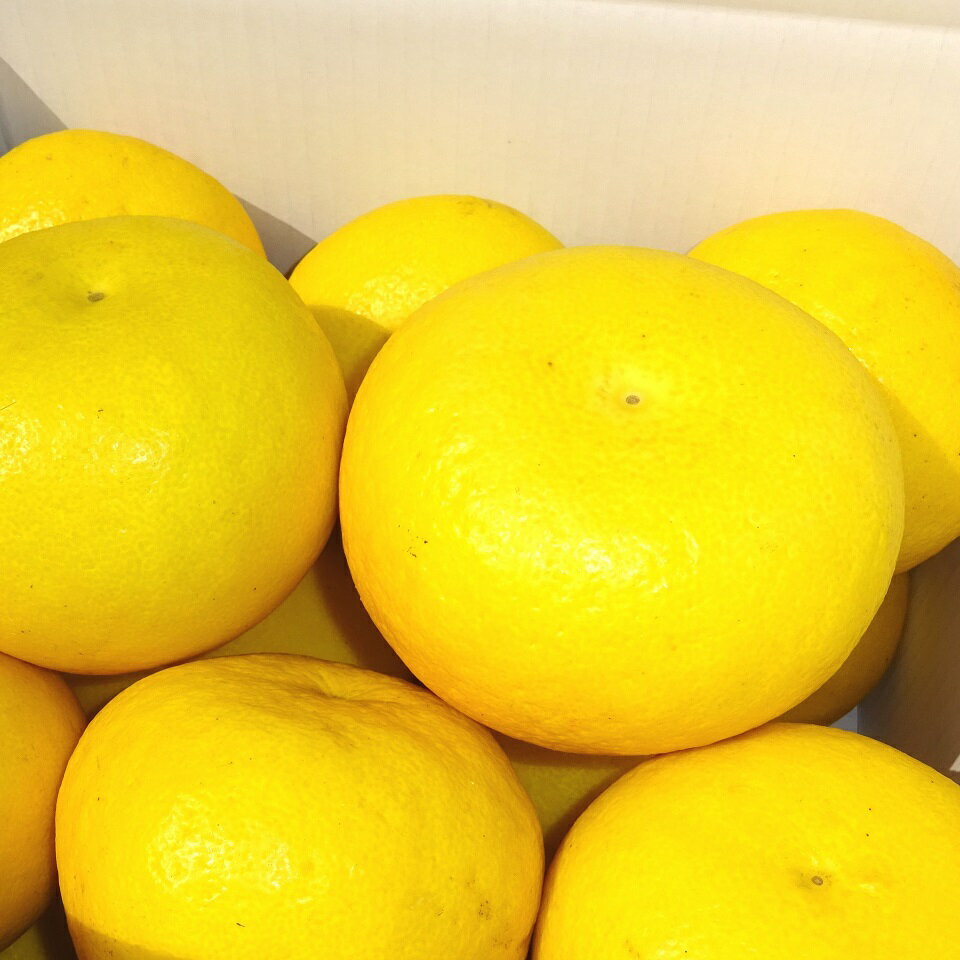 【ふるさと納税】 期間限定 文旦 土佐文旦 2L~4Lサイズ 5~10kg ( ご家庭用 ) ぶんたん みかん 柑橘 蜜柑 かんきつ 果物 くだもの フルーツ 家庭用文旦 文旦高知 文旦産地直送 文旦特産 分担 大玉 中玉 柑橘セット フルーツセット 季節限定 産地直送 高知県 特産 高知 黒潮町 - 画像3