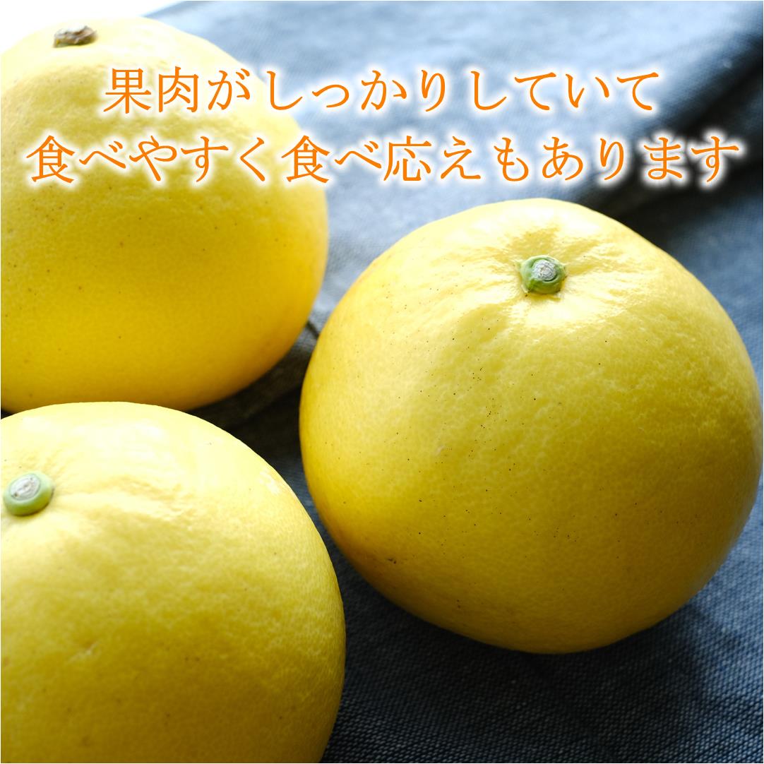 【ふるさと納税】届いてすぐに食べられる 土佐文旦 10kg（ご 家庭用 ） ムッキーちゃん 付き［1463］ サムネイル2