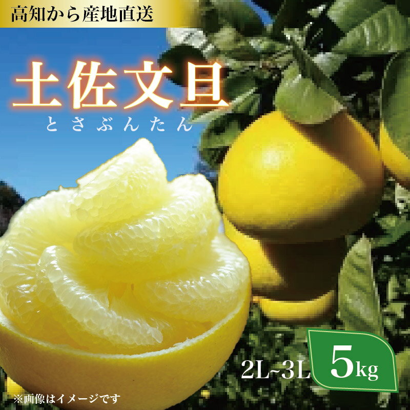 土佐文旦 5kg 2L 3L ご家庭用 文旦 ぶんたん 植田農園 高知 黒潮町 柑橘 柑橘類 フルーツ 果物 文旦5kg 文旦2L 文旦3L 9個前後 糖度11 12 文旦セット 高知県 黒潮町