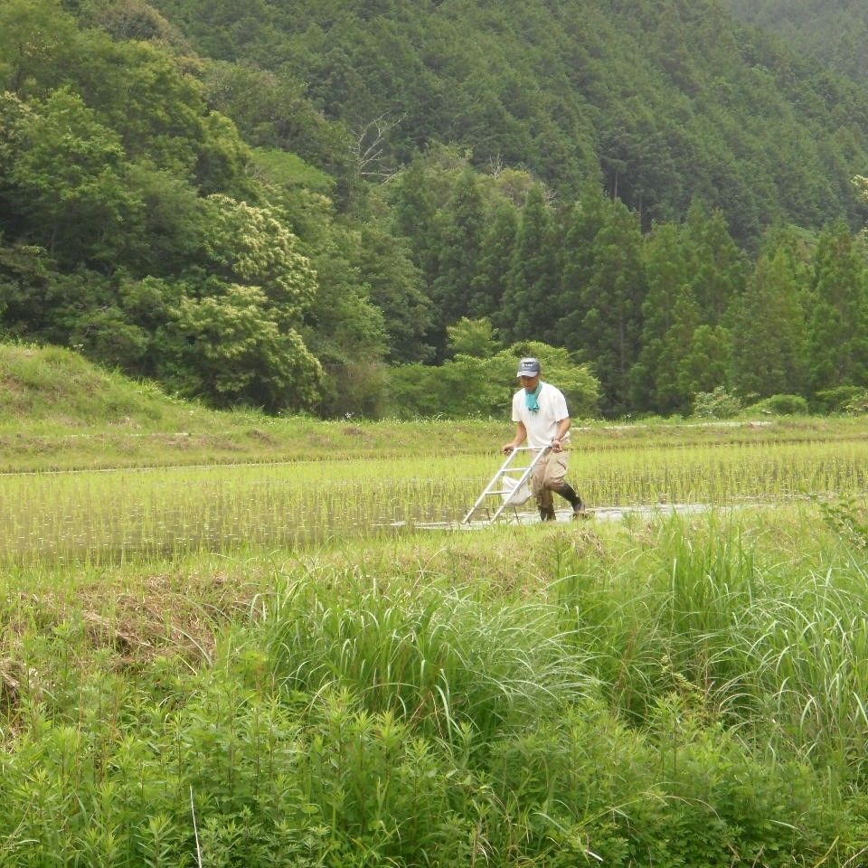 【ふるさと納税】 特別 栽培 メダカ 玄米 5kg 米 お米 国産米 一人暮らし 家族 ミネラル 豊富 期間限定 季節限定 ふるさと納税 人気 ふるさと納税米 ふるさと納税玄米 ［1158］ - 画像2