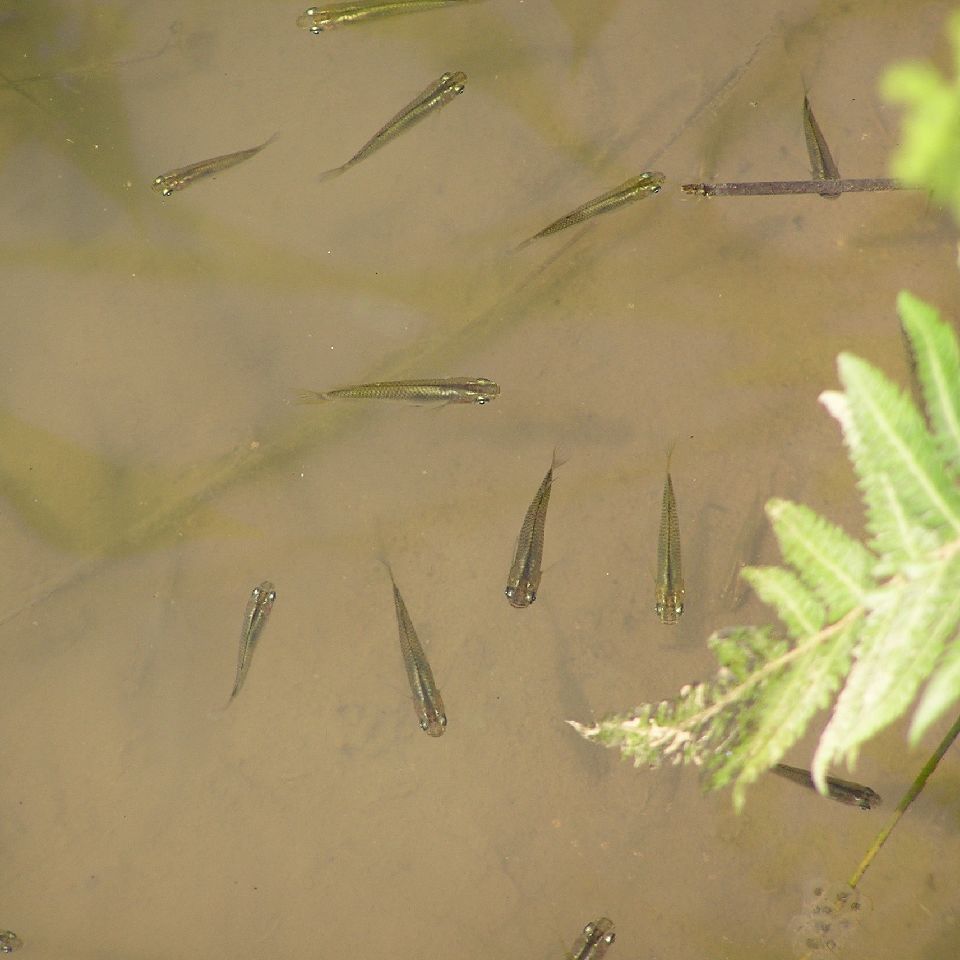 【ふるさと納税】 特別 栽培 メダカ 玄米 5kg 米 お米 国産米 一人暮らし 家族 ミネラル 豊富 期間限定 季節限定 ふるさと納税 人気 ふるさと納税米 ふるさと納税玄米 ［1158］ - 画像3