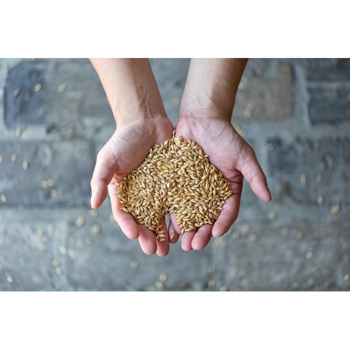 【ふるさと納税】【福岡市内製造】大濠ブルワリー OHORI IPA 缶ビール 350mlx12缶セット | お酒 さけ 人気 おすすめ 送料無料 ギフト サムネイル3