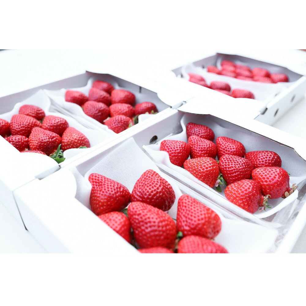 朝どり完熟あまおう6P　福岡市志賀島産