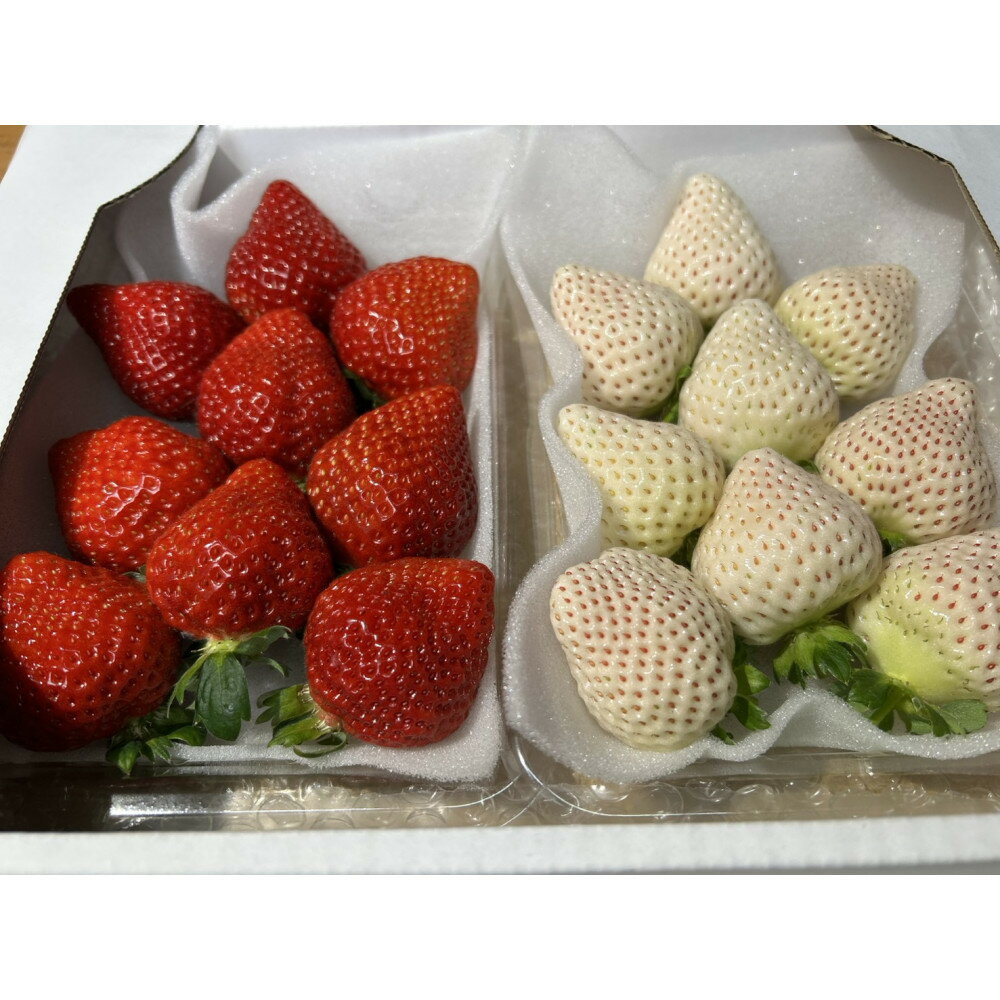 あまおうと天使のいちご紅白セット　福岡市志賀島産