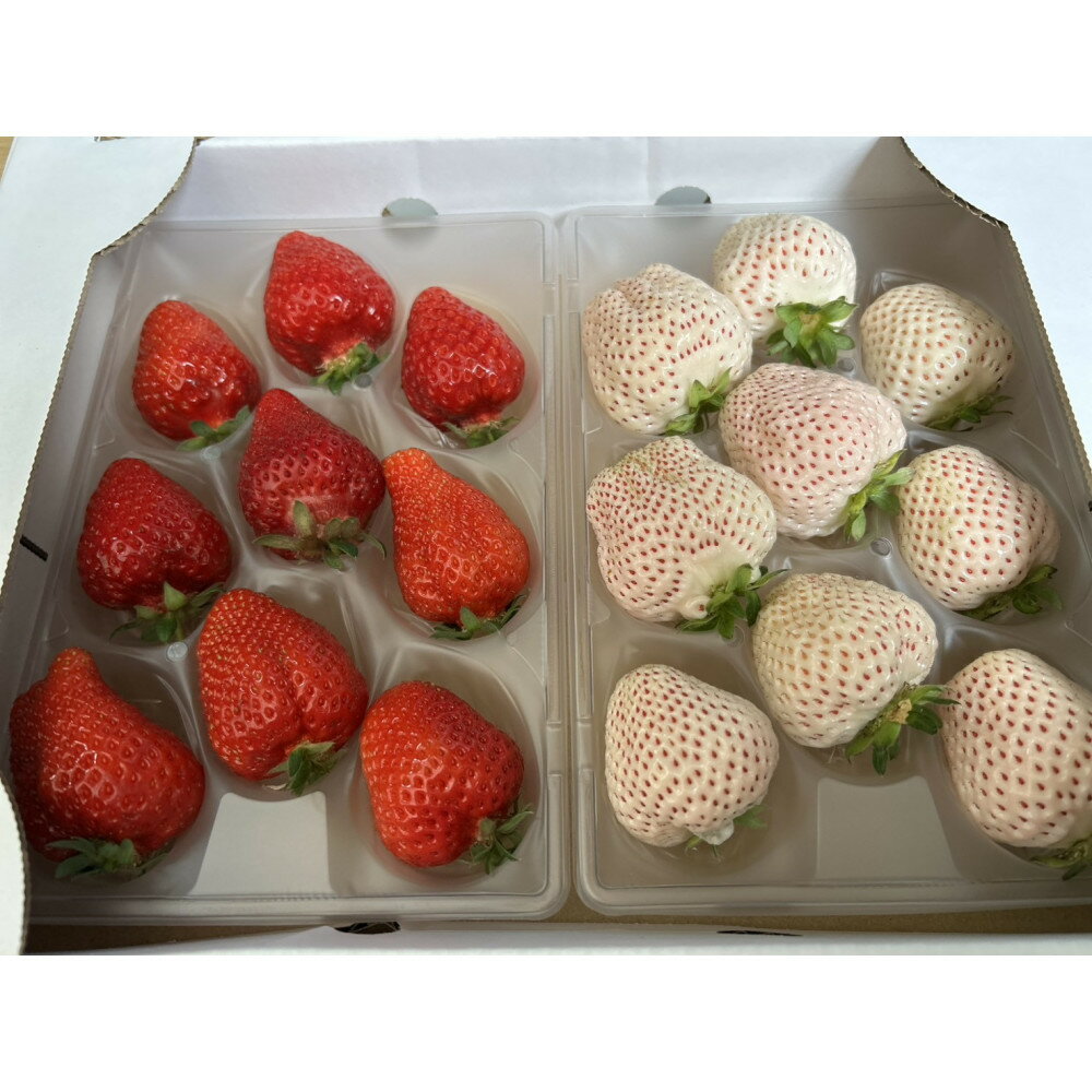 あまおうと天使のいちご紅白セット500g　　福岡市志賀島産