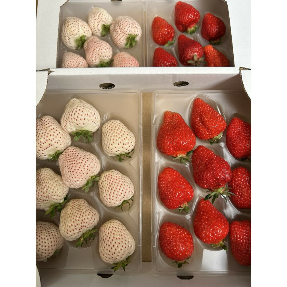 あまおうと天使のいちご紅白セット1000g　福岡市志賀島産