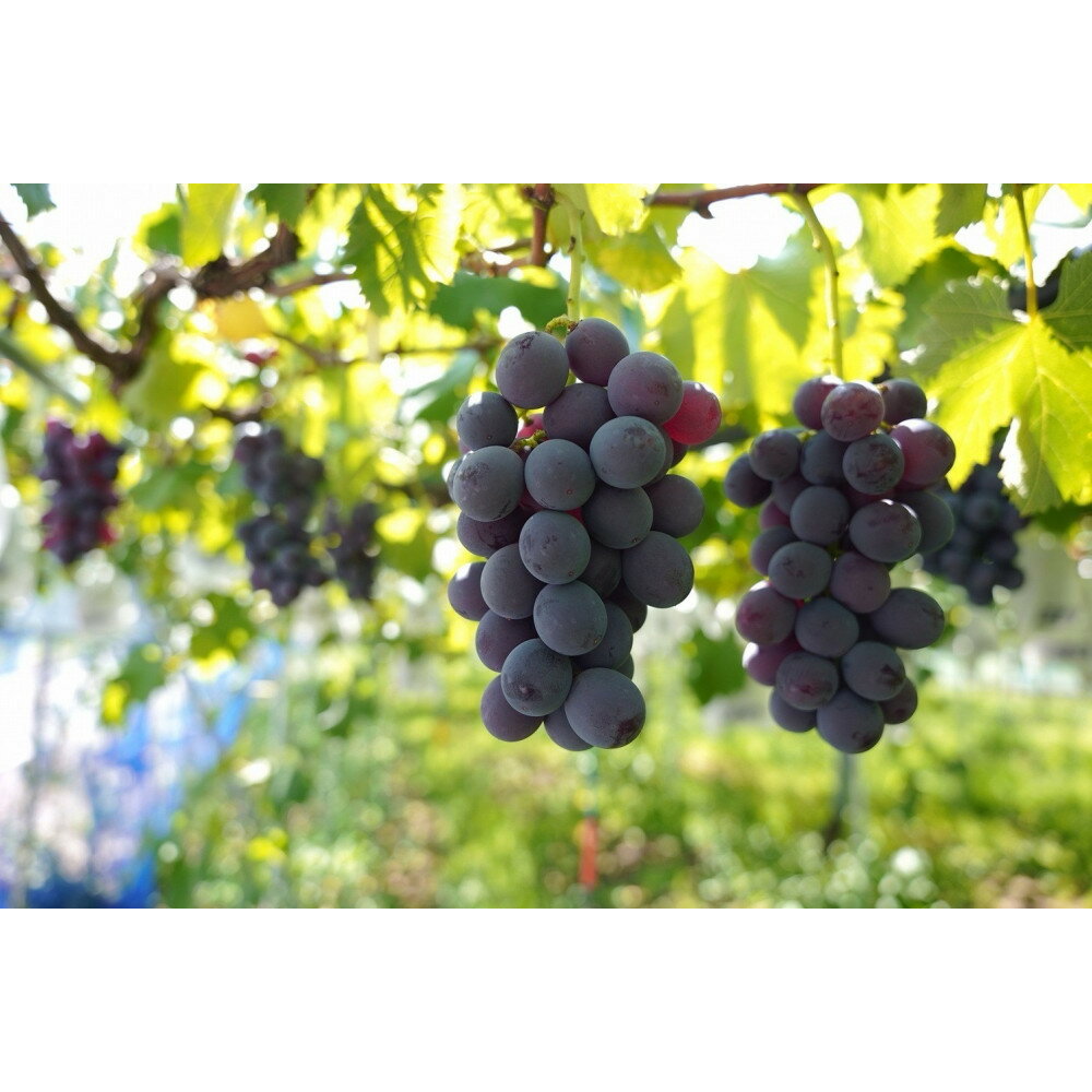 【ふるさと納税】巨峰 福岡市産巨峰 1300g3～4房 【北海道・沖縄・離島発送不可】【2026年8月以降順次発送】 | 果物 フルーツ ぶどう 葡萄 ブドウ くだもの 食品 人気 高級 おすすめ 送料無料 数量限定 期間限定 サムネイル3