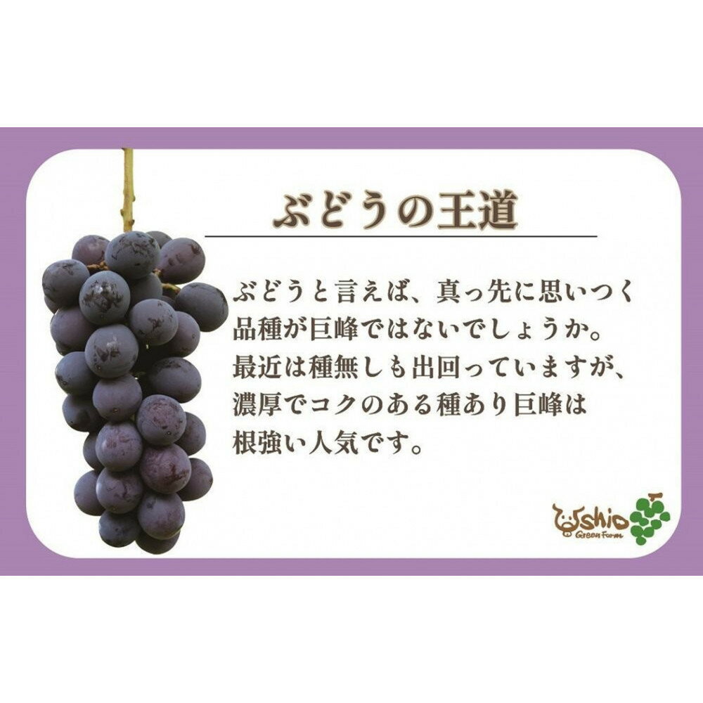 【ふるさと納税】【2026年8月以降順次発送】福岡市産巨峰2000g 5房前後【北海道・沖縄・離島発送不可】 サムネイル2