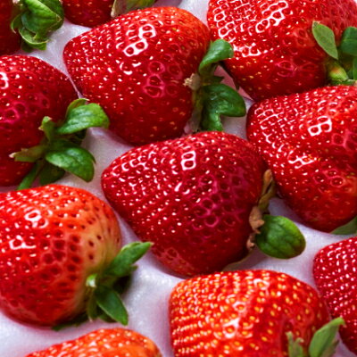 【ふるさと納税】【11月下旬より順次発送】苺本来の酸味と甘み!贈答用あまおう 12-15粒(大牟田市)【配送不可地域：離島・北海道・沖縄県】【1226681】 サムネイル3