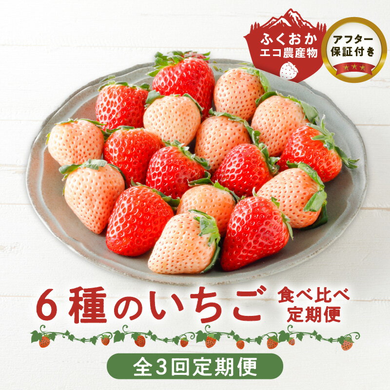 定期便 3回 特別栽培 6種 いちご 食べ比べ セット ふくおかエコ農産物 旬のいちご 新鮮 久留米市産 白いちご 淡雪 天使のいちご あまおう かおりの 紅ほっぺ すず 果物 おやつ デザート お取り寄せ フルーツ 福岡県 久留米市 送料無料