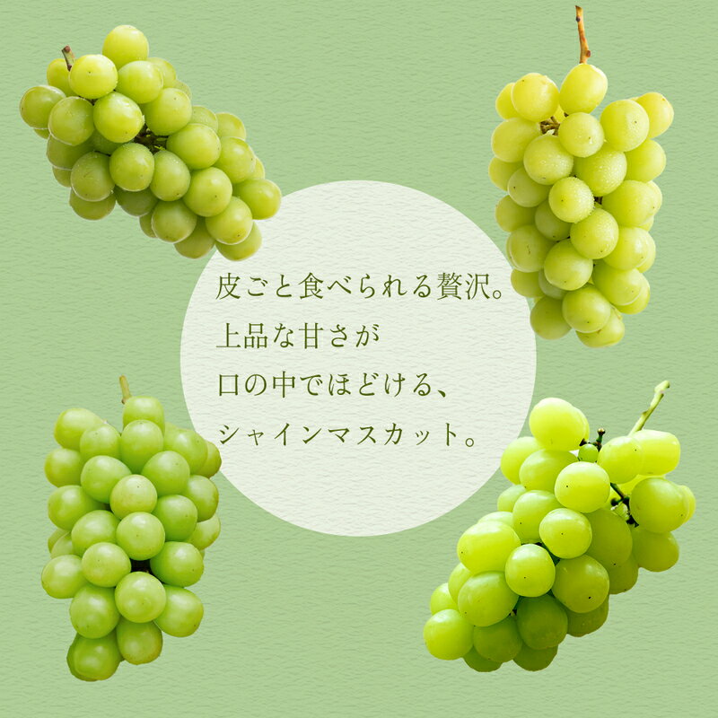 【ふるさと納税】【2026年8月より順次発送】シャインマスカット 1房 500g以上 九州 温暖 気候 活かす 農家 こだわり ご家庭用 先行受付 皮ごと食べられる 上品 甘さ フルーツ 果実 果物 ぶどう マスカット デザート おやつ お取り寄せ 福岡県 久留米市 送料無料 サムネイル3