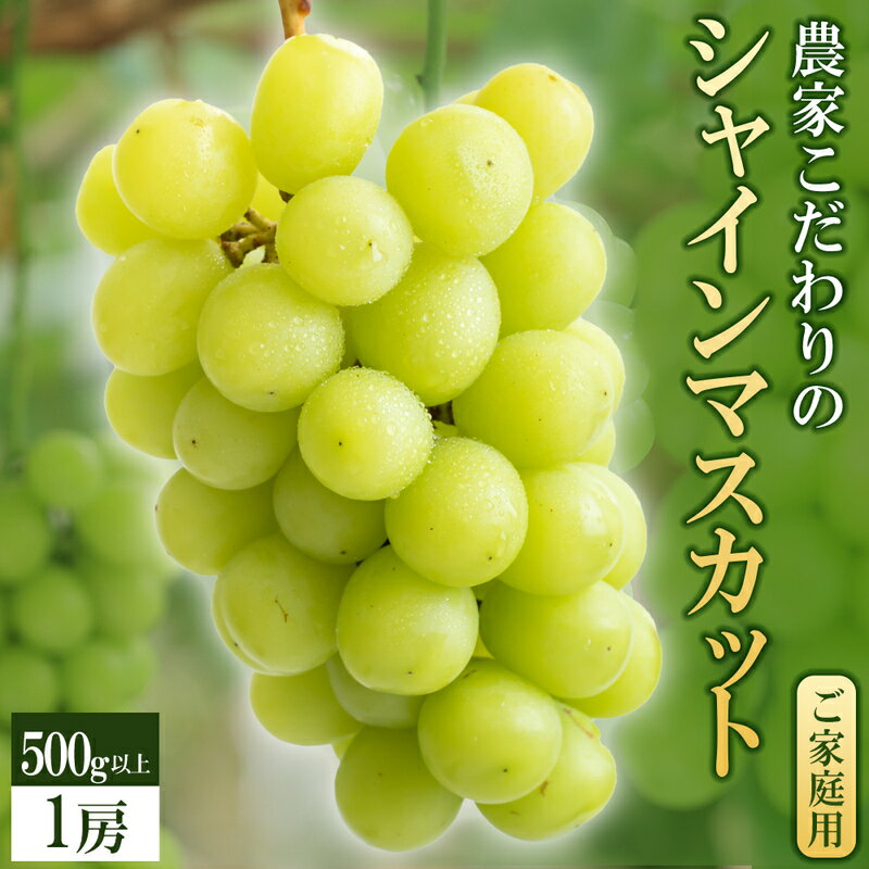 【2026年8月より順次発送】シャインマスカット 1房 500g以上 九州 温暖 気候 活かす 農家 こだわり ご家庭用 先行受付 皮ごと食べられる 上品 甘さ フルーツ 果実 果物 ぶどう マスカット デザート おやつ お取り寄せ 福岡県 久留米市 送料無料