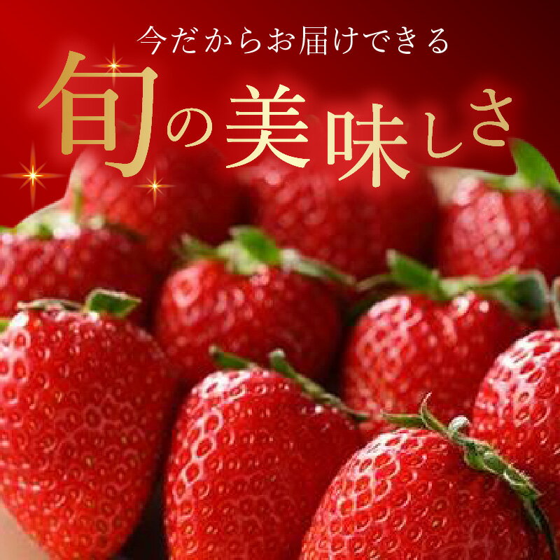 【ふるさと納税】池田農園 特別栽培 完熟 よつぼし 250g × 4パック 濃厚 甘い 安心安全 栄養価が高い 福岡エコ農産物 いちご 果物 フルーツ スイーツ いちご煮 いちごジャム スムージー おやつ ストロベリー ゆりかーご お取り寄せ 贈り物 福岡県 久留米市 送料無料 サムネイル3