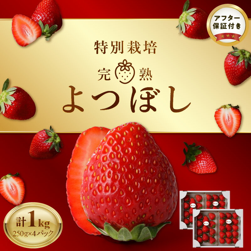 池田農園 特別栽培 完熟 よつぼし 250g × 4パック 濃厚 甘い 安心安全 栄養価が高い 福岡エコ農産物 いちご 果物 フルーツ スイーツ いちご煮 いちごジャム スムージー おやつ ストロベリー ゆりかーご お取り寄せ 贈り物 福岡県 久留米市 送料無料
