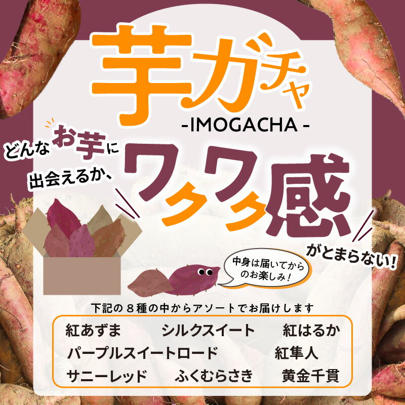 【ふるさと納税】【訳あり】久留米市産 さつまいも 3kg 芋 ガチャ 栽培期間中農薬不使用 熟成 甘い 美味しい おやつ スイーツ バラエティ 紅はるか シルクスイート 国産 常温発送 国産 九州 福岡県 久留米市 お取り寄せ お取り寄せグルメ 送料無料 - 画像2