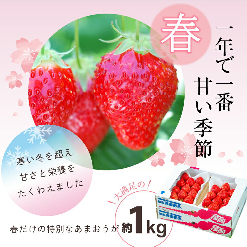【ふるさと納税】福岡産 春 あまおう 250g × 4パック 合計 1kg シール付き 冷蔵 濃厚 甘い 果汁 アフター保証 安心安全 国産 いちご 果物 アレンジ おやつ フルーツ スイーツ スムージー ジャム 南国フルーツ お取り寄せ 福岡県 久留米市 送料無料 サムネイル2
