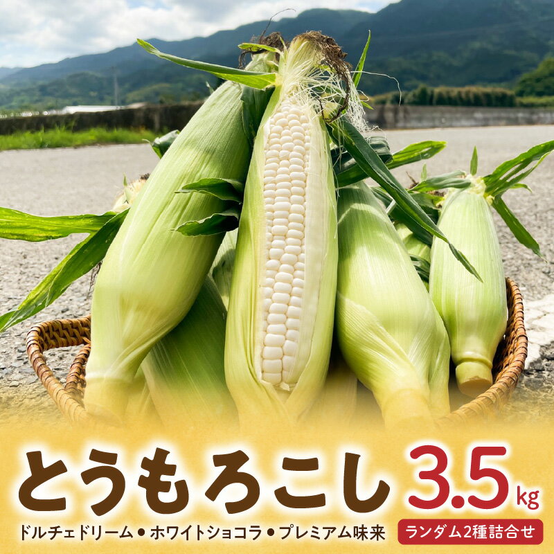 【2026年6月より順次発送】とうもろこし 2種 詰合せ 計 3.5kg ドルチェドリーム ホワイトショコラ プレミアム味来 ランダム 生で食べられる ジューシー 甘い 白いとうもうこし 上品な甘さ ミルキー お取り寄せ グルメ 冷蔵 久留米市 福岡県 送料無料