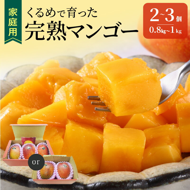 【2026年6月以降お届け】家庭用 くるめで育った 完熟マンゴー 2個 〜 3個 アーウィン 甘い 子供も安心 フルーツ トロピカルフルーツ 果物 マンゴー 完熟 国産 家庭用 B品 冷蔵 クール便 倉重農園 お取り寄せ 福岡県 久留米市 送料無料