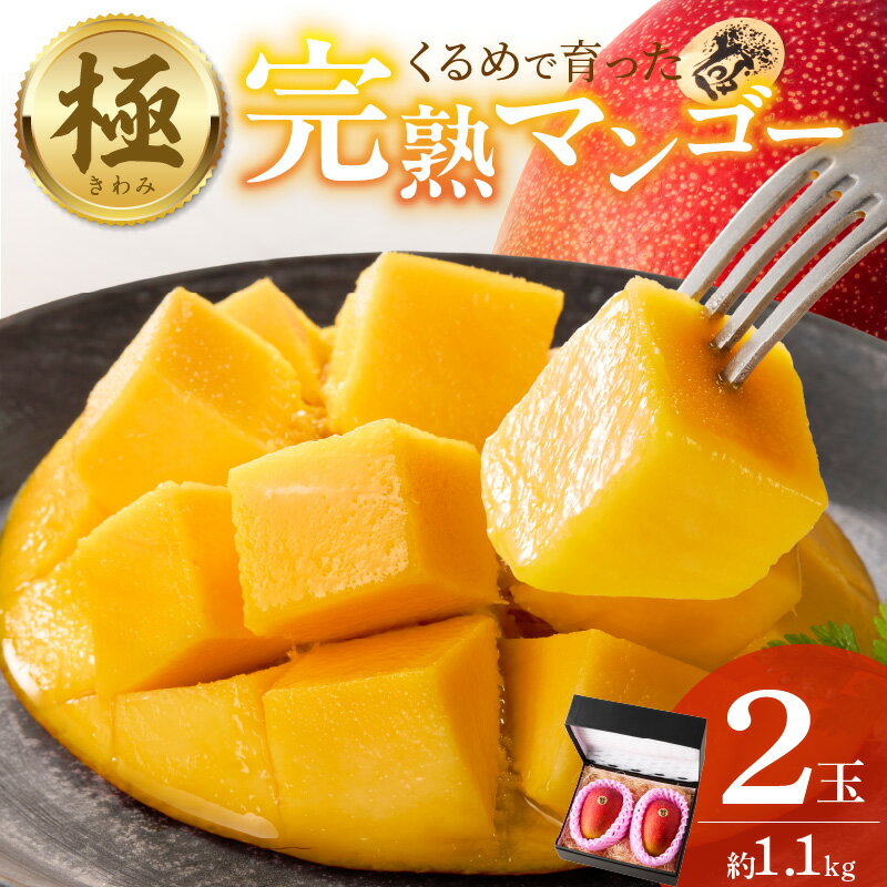 【2026年6月以降お届け】完熟マンゴー 2玉 約 1.1kg 久留米産 平均糖度 17度～18度 完熟 マンゴー 国産 フルーツ トロピカルフルーツ 果物 デザート 冷蔵 クール便 お取り寄せ お取り寄せフルーツ 福岡県 久留米市 送料無料
