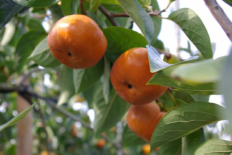 【ふるさと納税】農園直送 富有柿 約 4kg 田主丸地域 旬 柿 田主丸町観光柿部会 農園 直送 国産 九州産 田主丸町産 秋の味覚 フルーツ 果物 旬のフルーツ デザート 食品 食べ物 常温 お取り寄せ お取り寄せフルーツ 福岡県産 久留米市 送料無料 サムネイル2